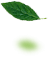 葉